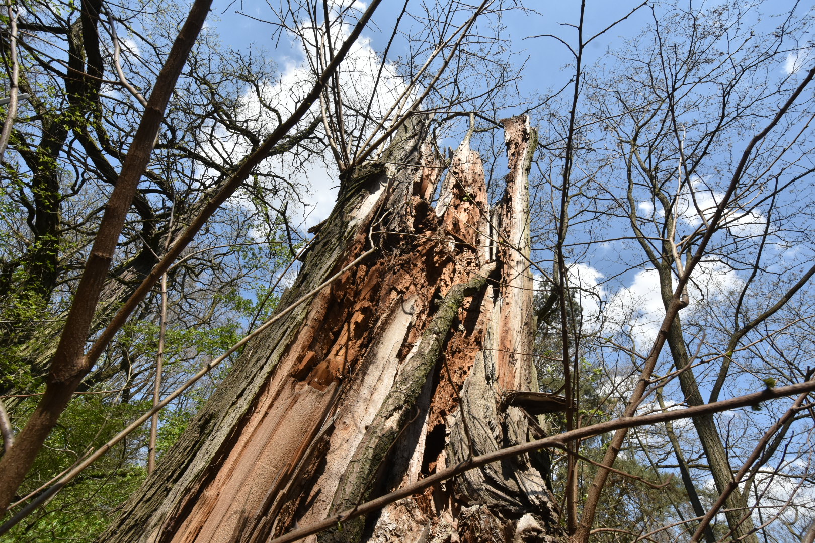 lasy komunalne las susza las miasta poznań - Wojtek Wardejn