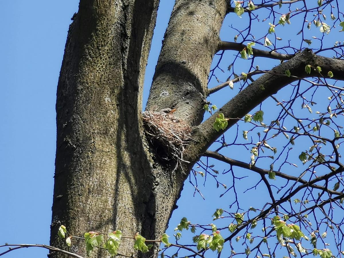 lipy protest suchy las - Anna Ohirko