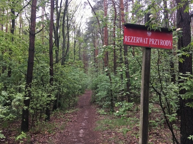 rezerwat ścieżka szlak las - Jacek Butlewski - Radio Poznań