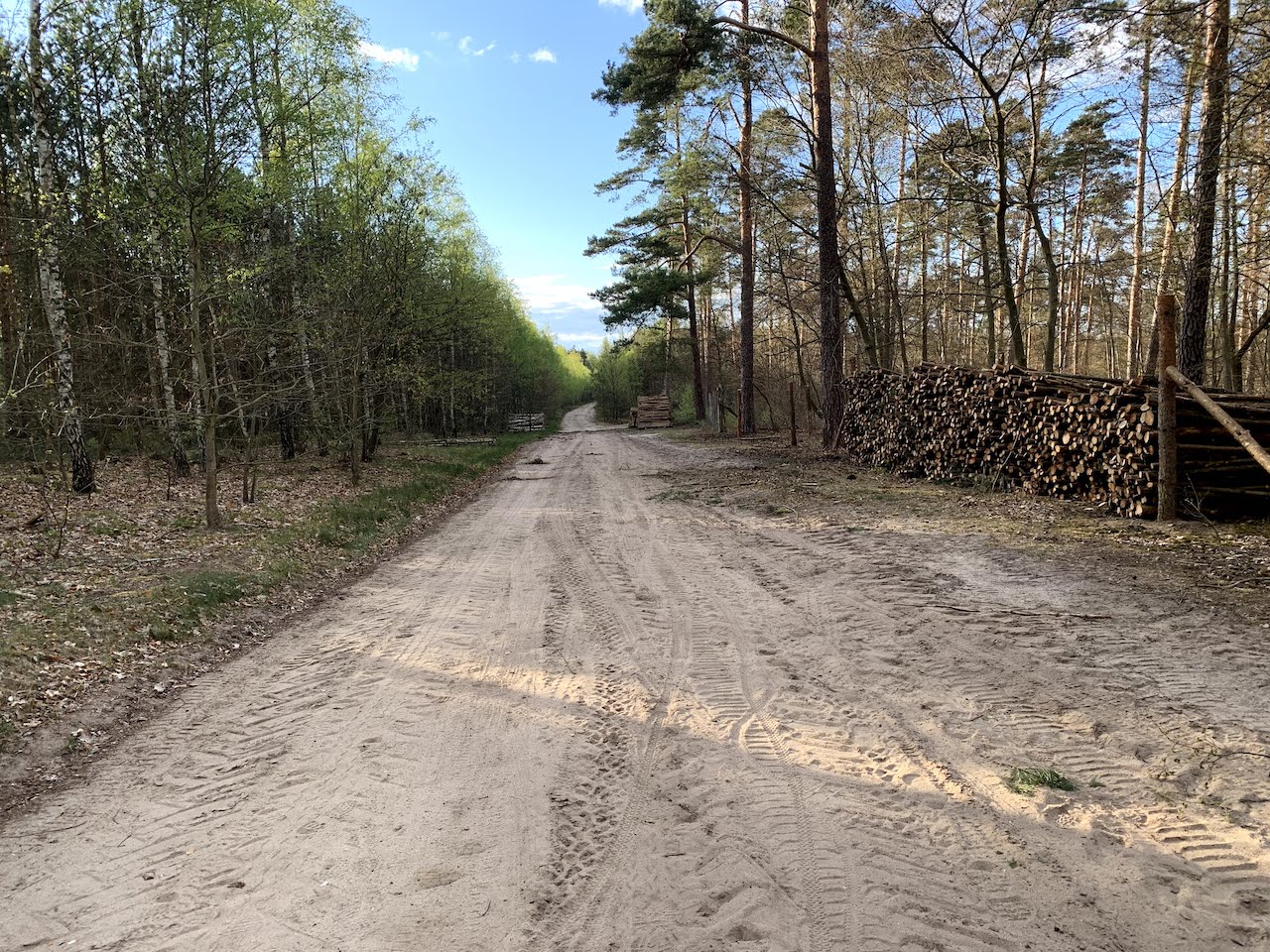 las ścinka drzew drzewa drewno - Kacper Witt - Radio Poznań
