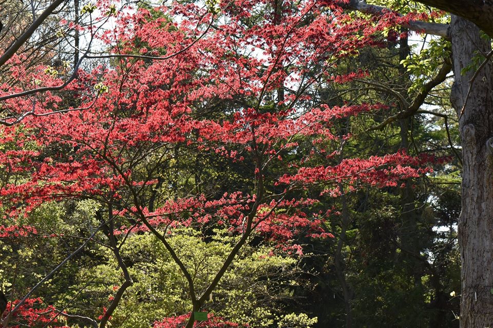 Ogród Botaniczny Uniwersytetu im. Adama Mickiewicza w Poznaniu - oficjalna strona - Ogród Botaniczny Uniwersytetu im. Adama Mickiewicza w Poznaniu - oficjalna strona