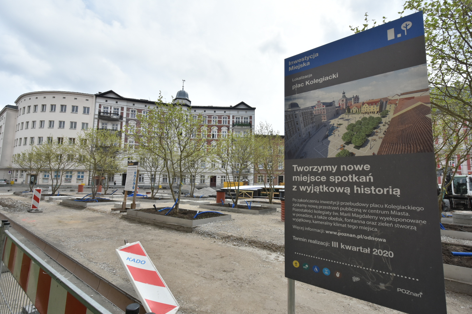 platany plac kolegiacki - Wojtek Wardejn