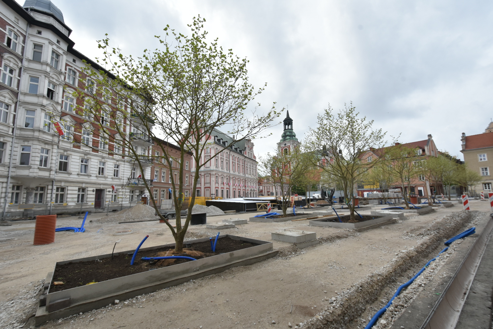 platany na kolegiackim poznań - Wojtek Wardejn