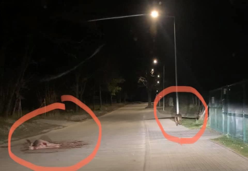 wild zagryzł danile dębogóra  - Słuchacz