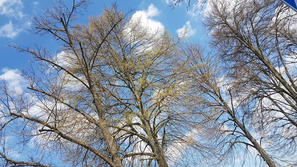 sucholeskie lipy - FB: Sucholeskie lipy