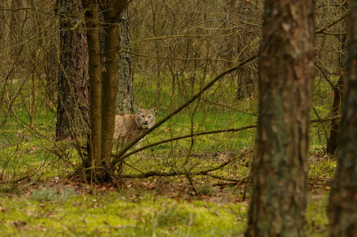 ryś rysie oborniki - J. Więckowski - Nadleśnictwo Oborniki
