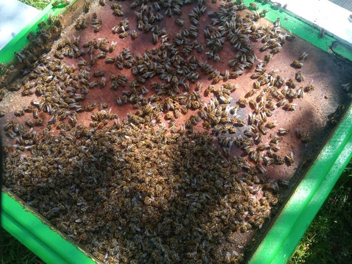 martwe pszczoły koło środy - Karol Tomaszewski