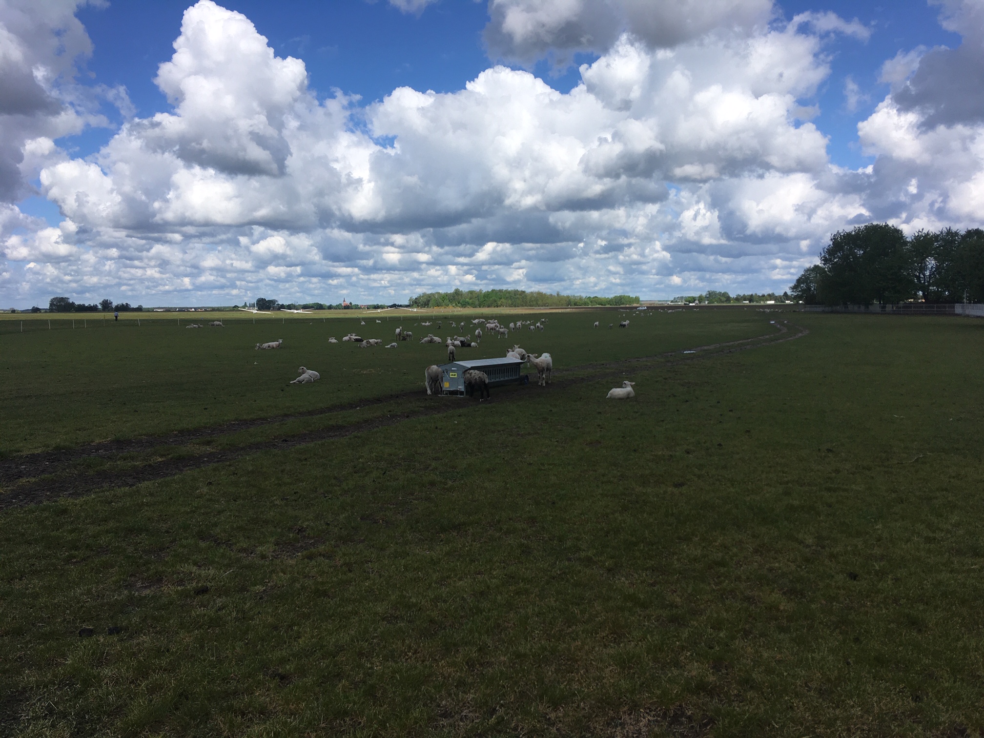 owce leszno lotnisko - Jacek Marciniak