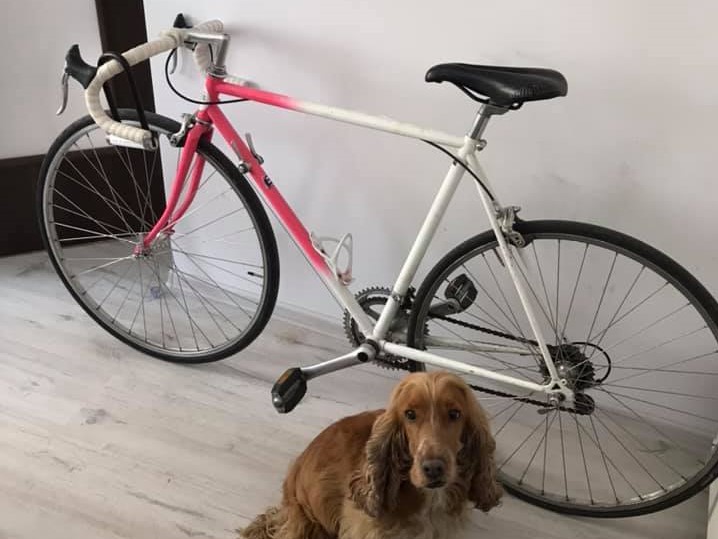 złodziej rower wilda - Archiwum prywatne