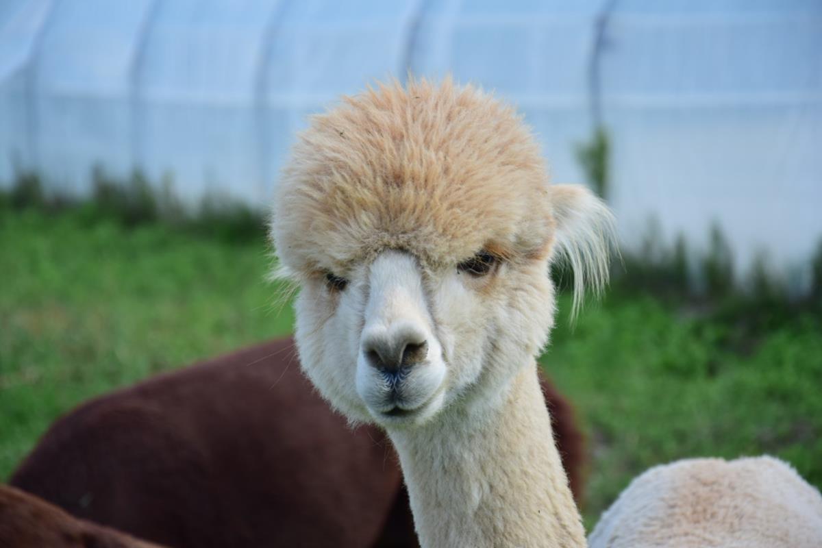 alpaka przytul alpakę suchorzew - Przytul Alpakę - Suchorzew
