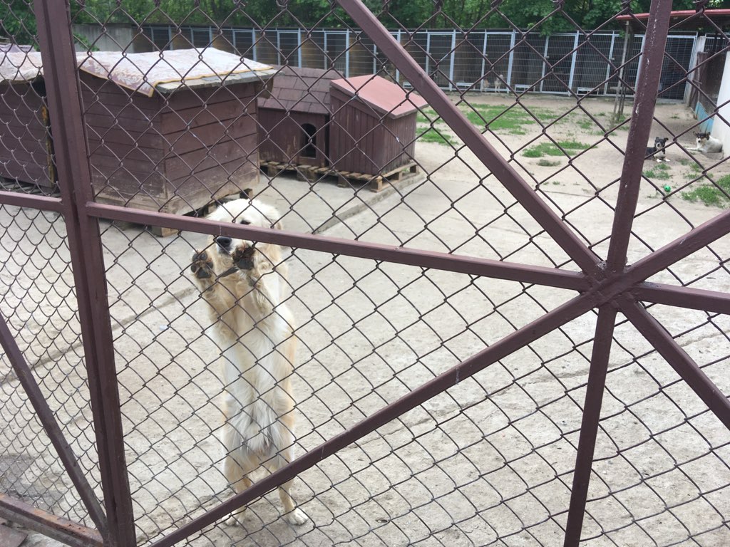 schronisko gniezno pies - Rafał Muniak