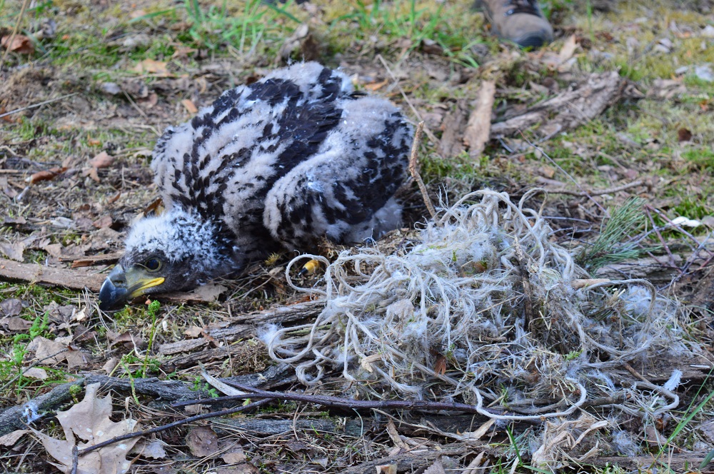 bielik sieraków - Roman Tomczak - Nadleśnictwo Sieraków