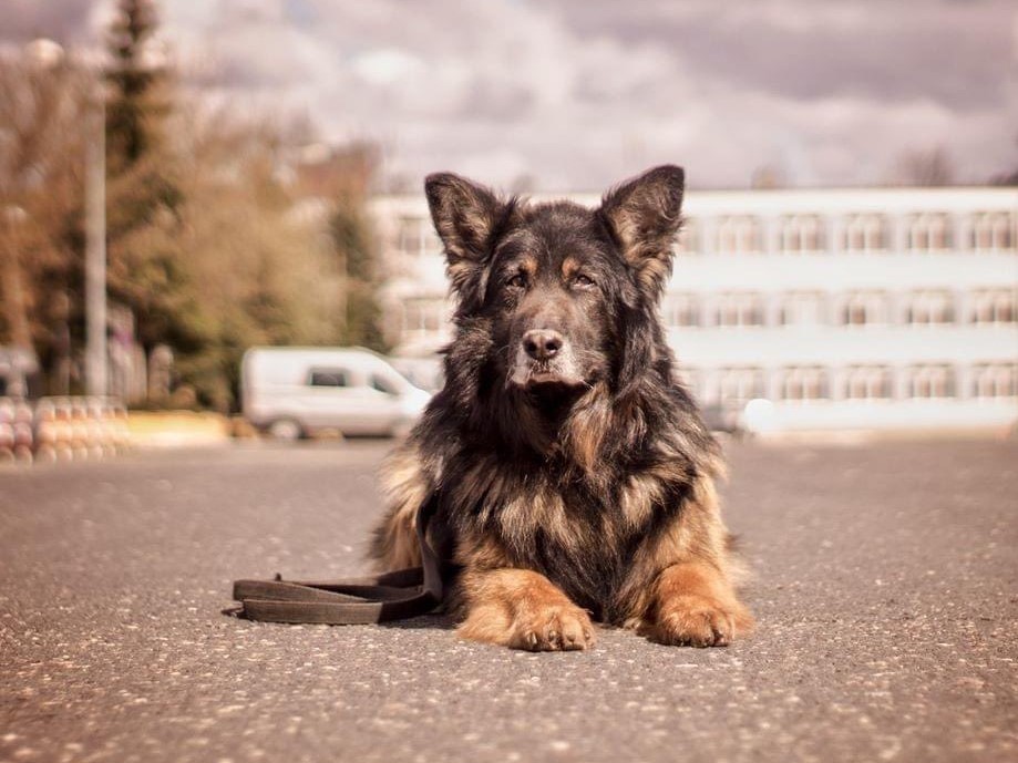 cezar pies policja - Wielkopolska Policja