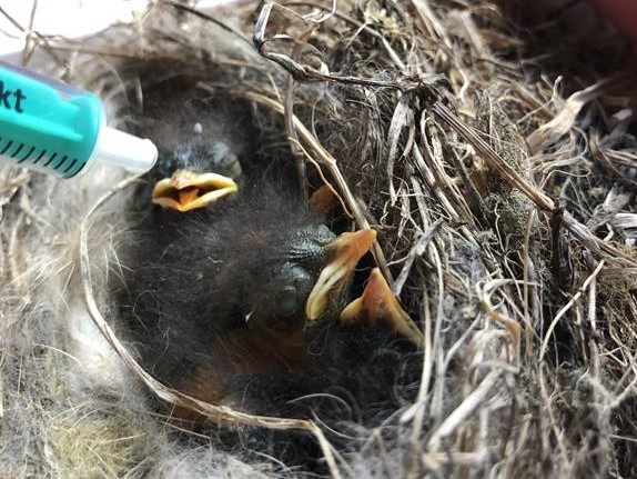pisklęta gniazdo - Archiwum Prywatne