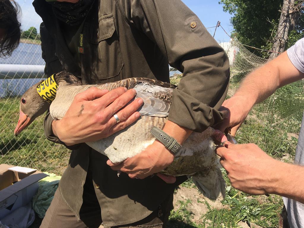 gęsi gęgawy obrączkowanie środa wielkopolska - Rafał Regulski