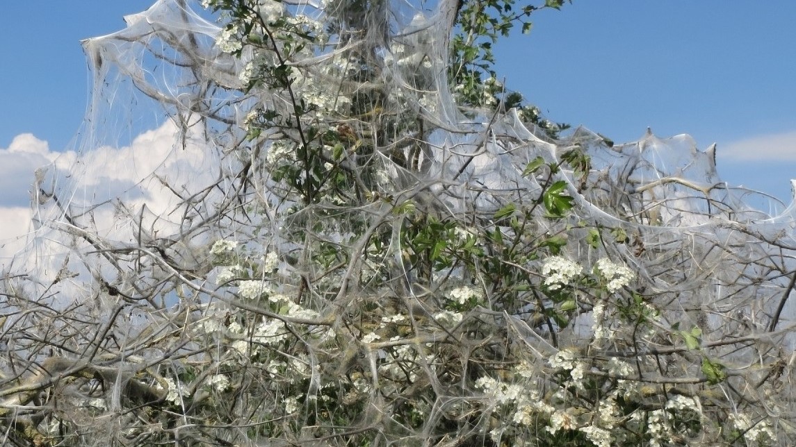 Namiotnik atakuje drzewa - Pixabay