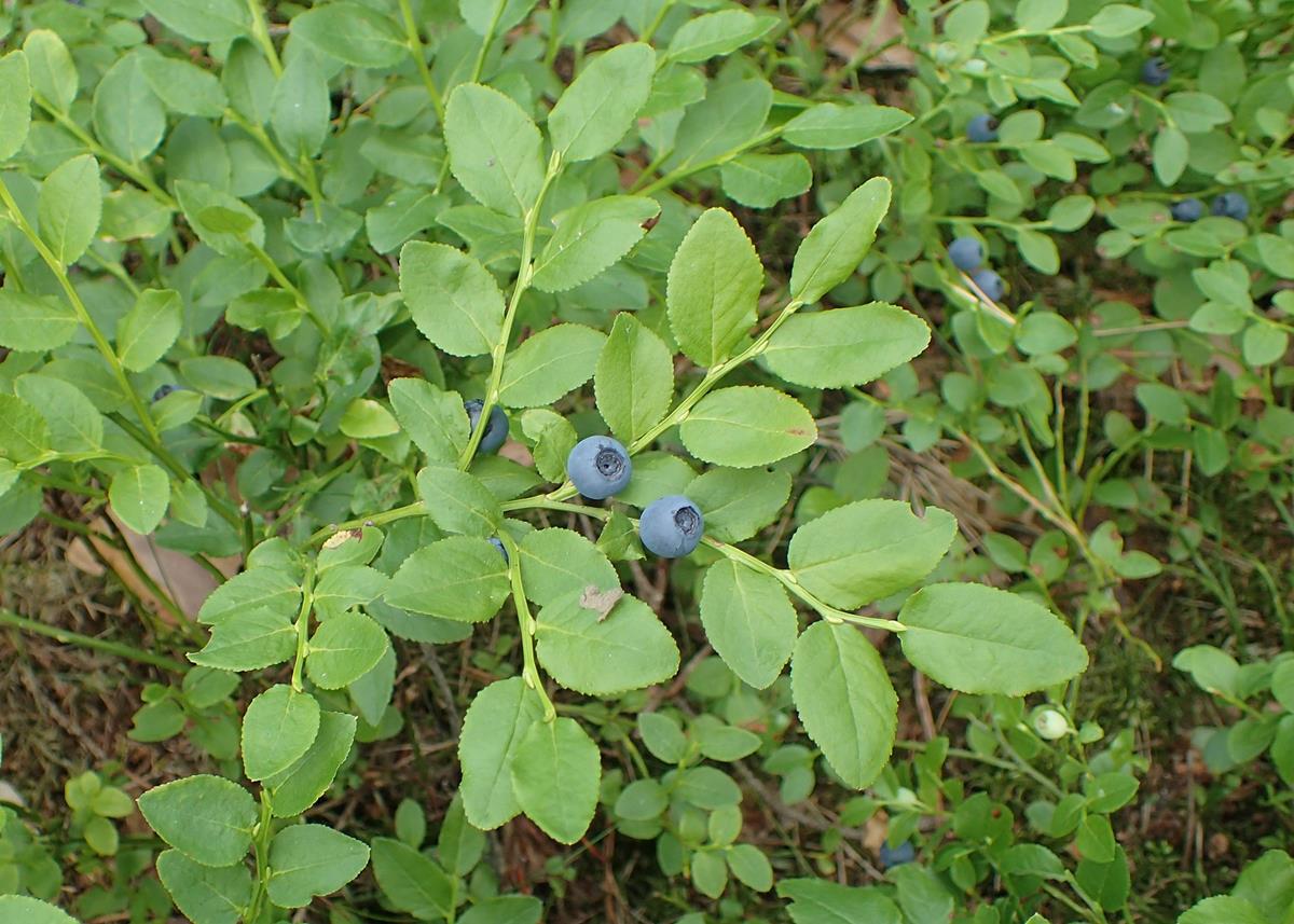 jagoda jagody - Krzysztof Ziarnek, Kenraiz - Praca własna, CC BY-SA 4.0, https://commons.wikimedia.org/w/index.php?curid=79810885