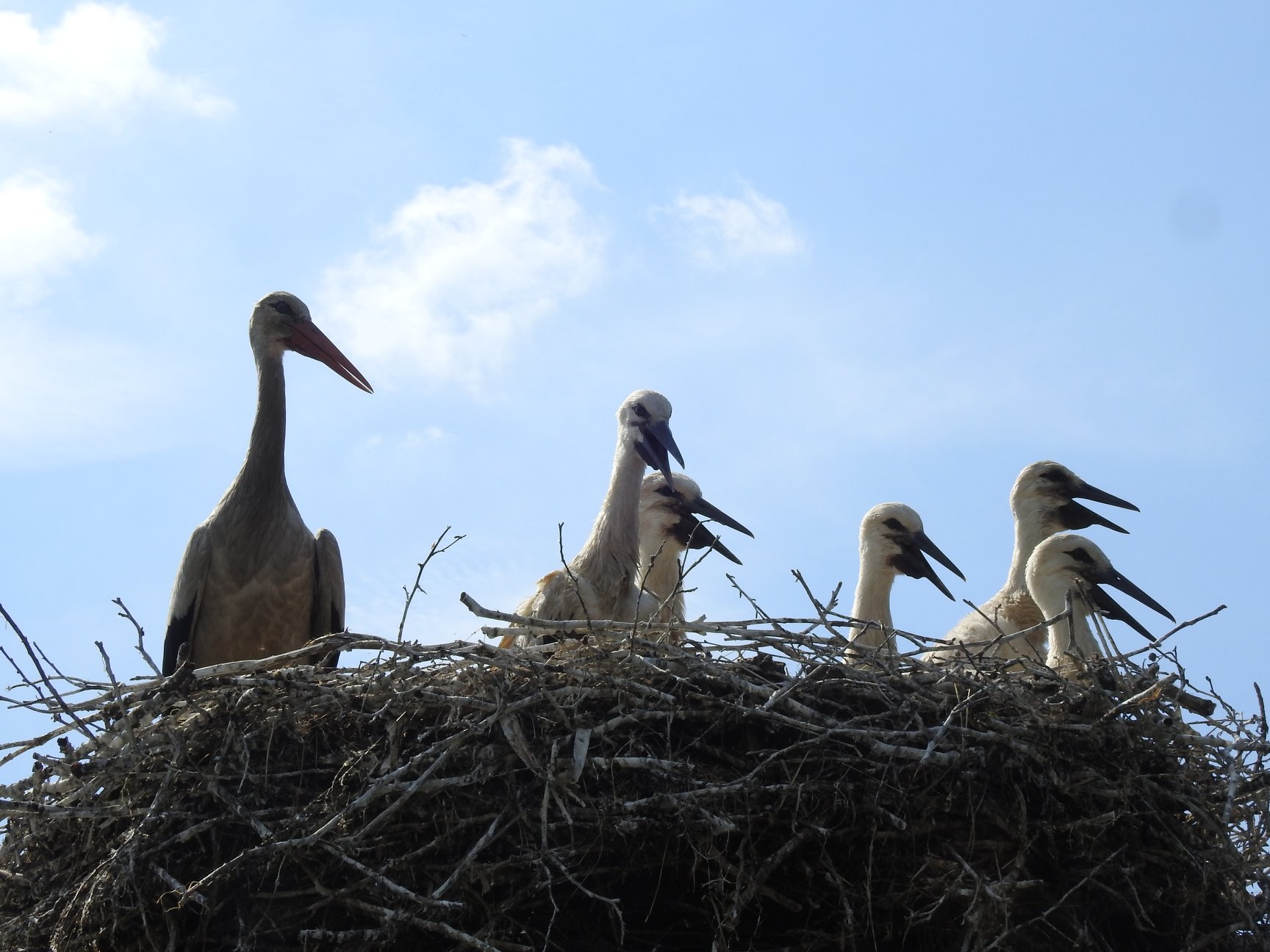 Bociany przygodzice - Paweł Dolata