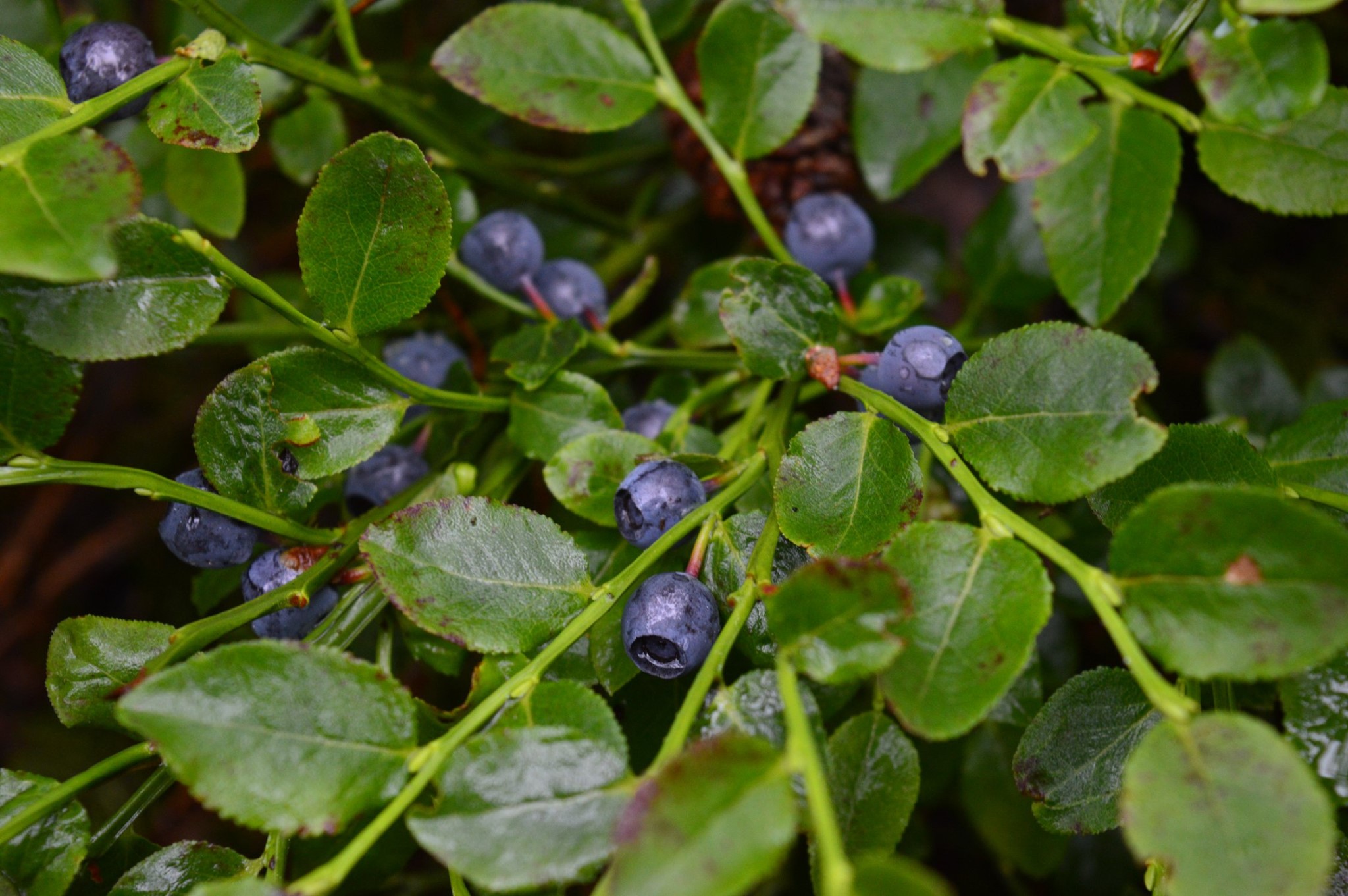 jagody las  - Roman Tomczak