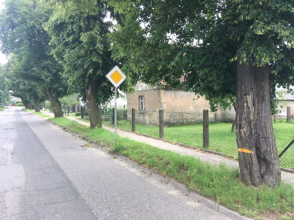 Mieszkańcy Gniezna w obronie lip ulica gajowa - Rafał Muniak