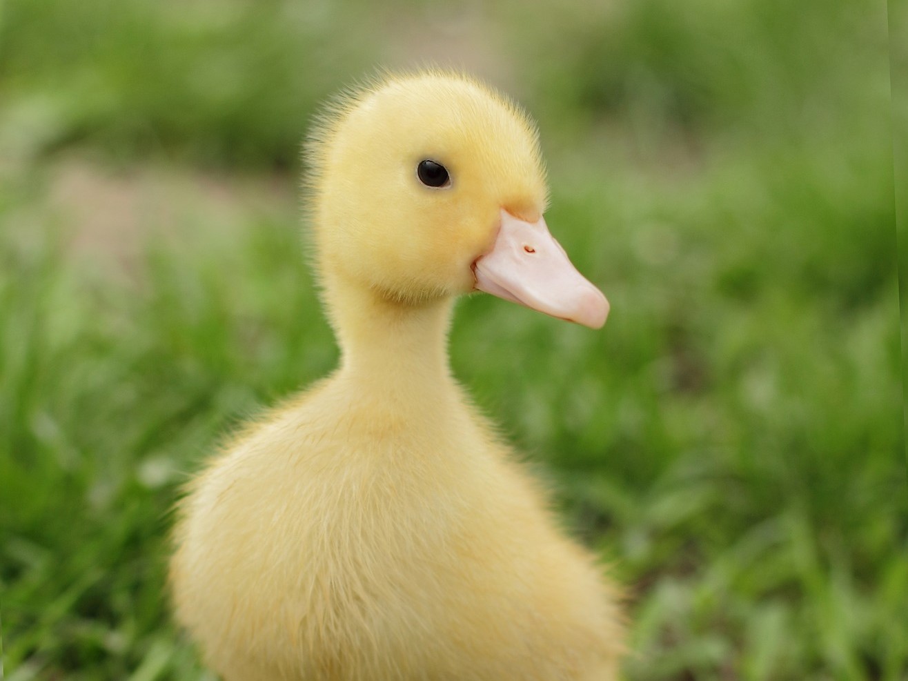 kaczka kaczuszka - Pixabay