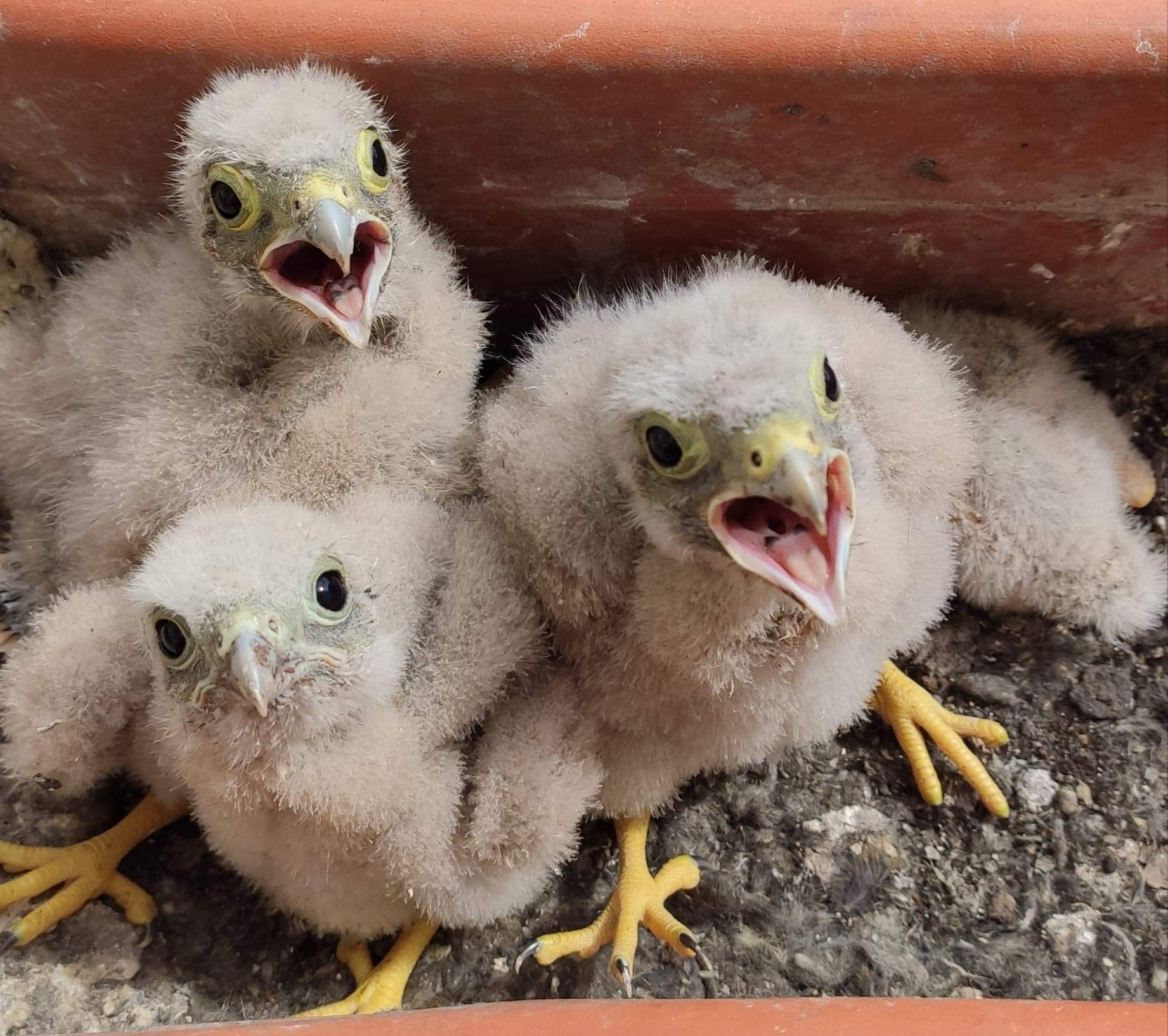 pustułki na piątkowie w doniczce - Anna Ratajczak