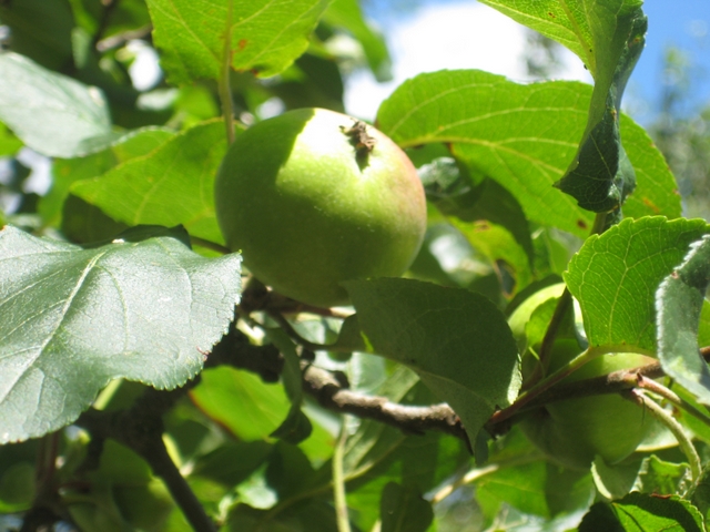 Jabłoniowy szlak 5 - Wojciech Chmielewski