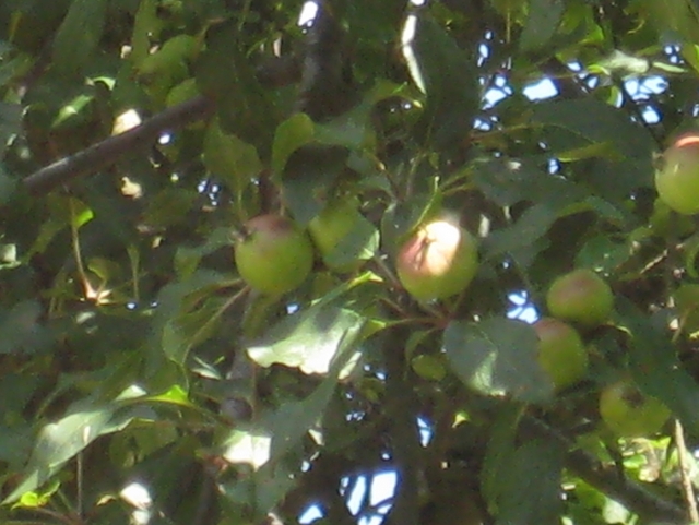 Wojciech Chmielewski