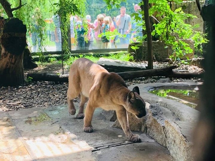 puma nubia  - FB:  Łukasz Litewka