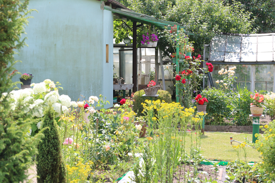 ogródki działkowe  - Leon Bielewicz