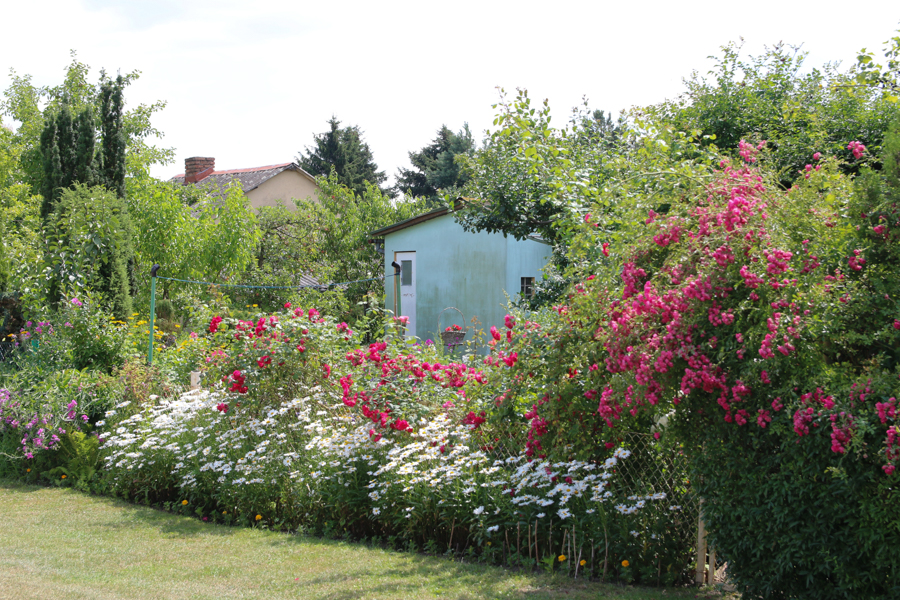 ogródki działkowe  - Leon Bielewicz