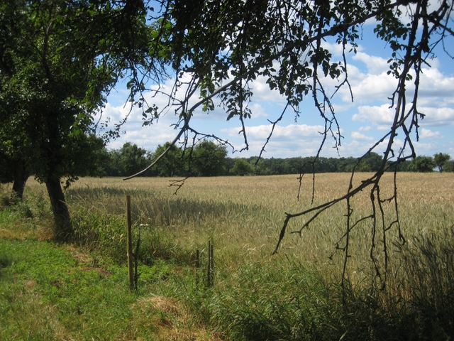 Wojciech Chmielewski