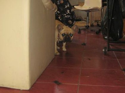 pies  w spa - Wojciech Chmielewski