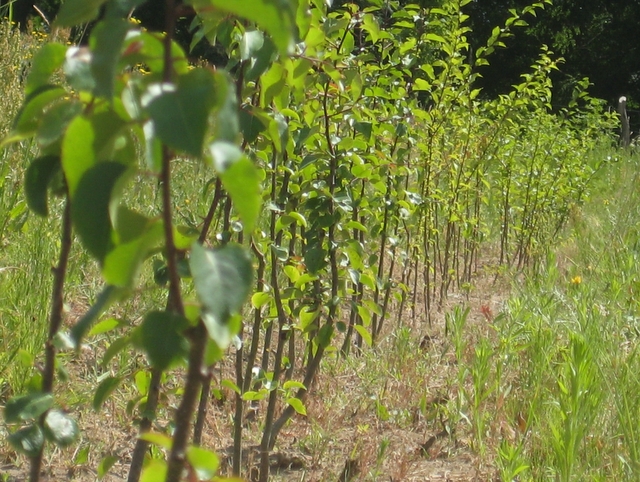 Wojciech Chmielewski