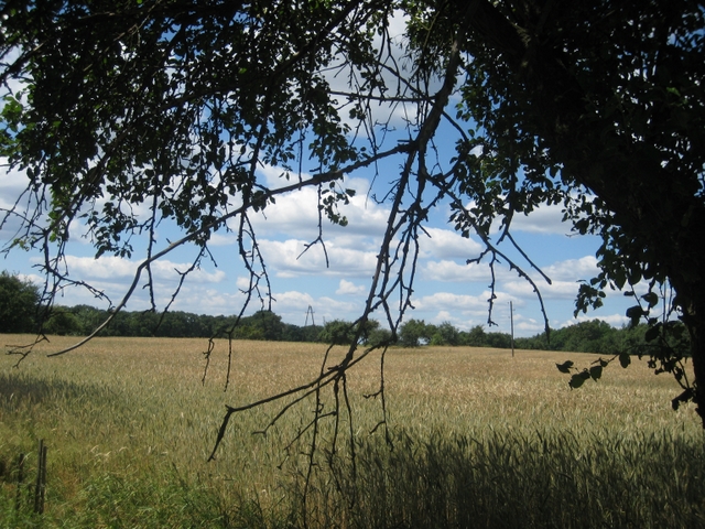 pole zboża - Wojciech Chmielewski