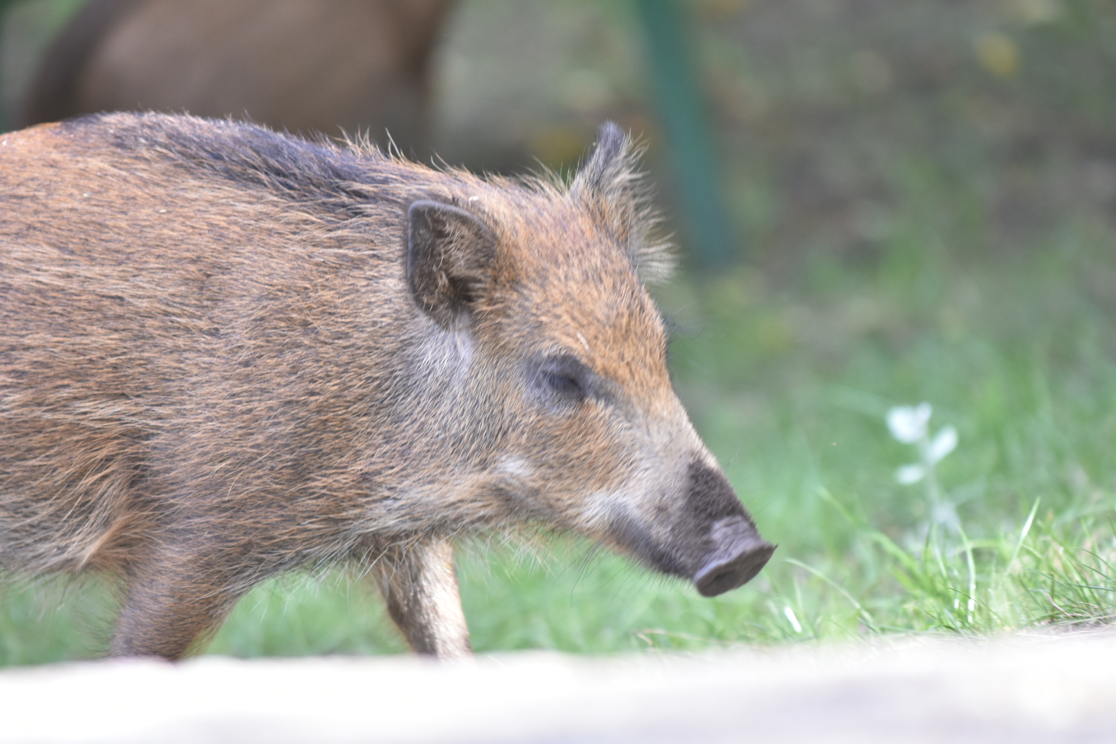 Dziki na skateparku - Wojtek Wardejn
