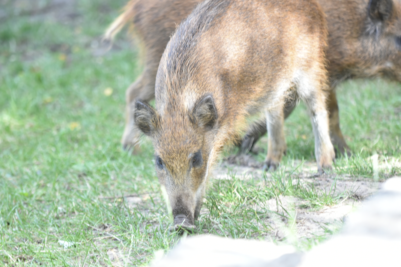 Dziki na skateparku - Wojtek Wardejn