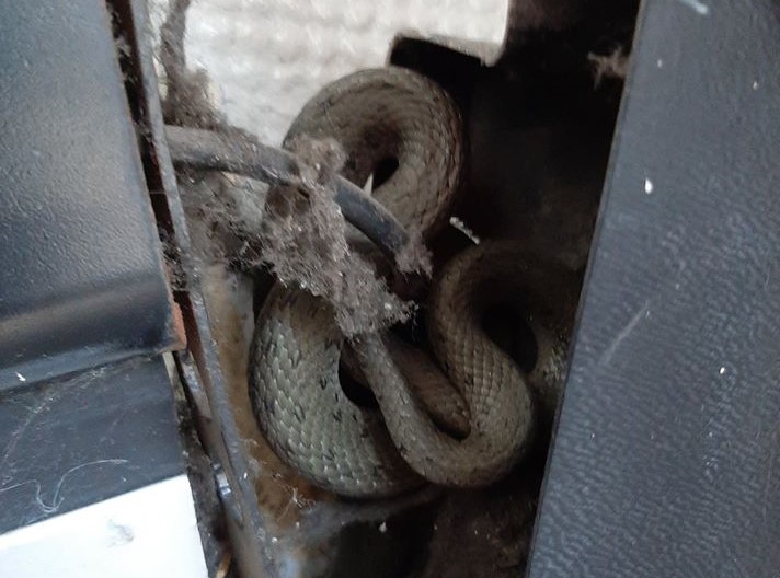 zaskroniec w samochodzie dla niepełnosprawnych - FB: Straż Miejska Miasta Poznania