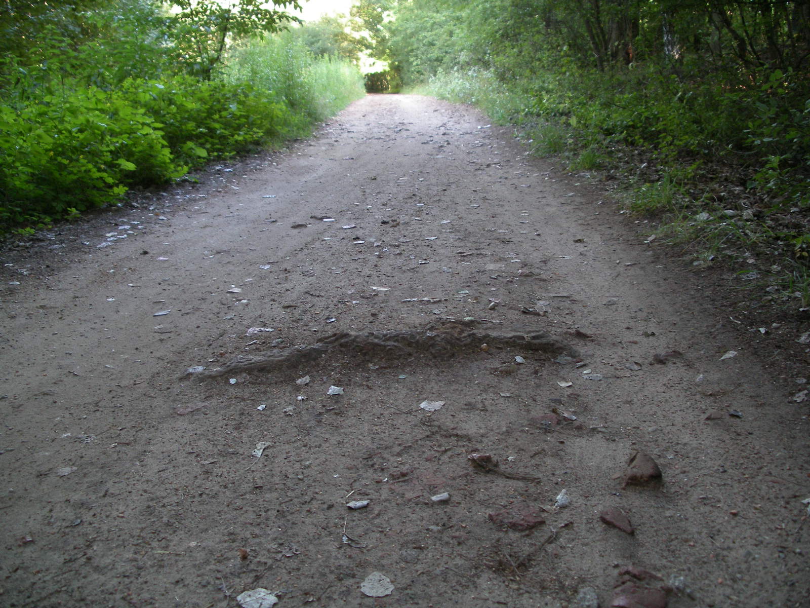 ścieżka łącząca Strzeszynek z Rusałką - Jerzy Juszczyński 