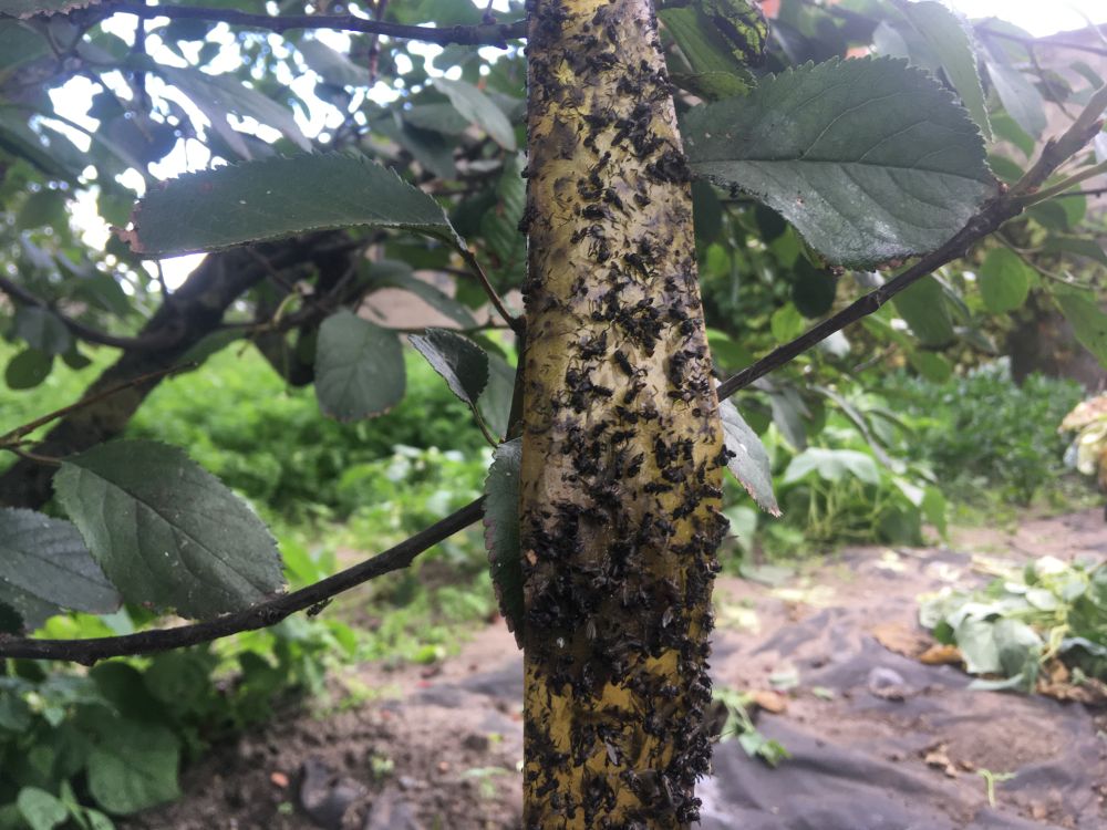 muchy pakszynek ferma - Rafał Regulski