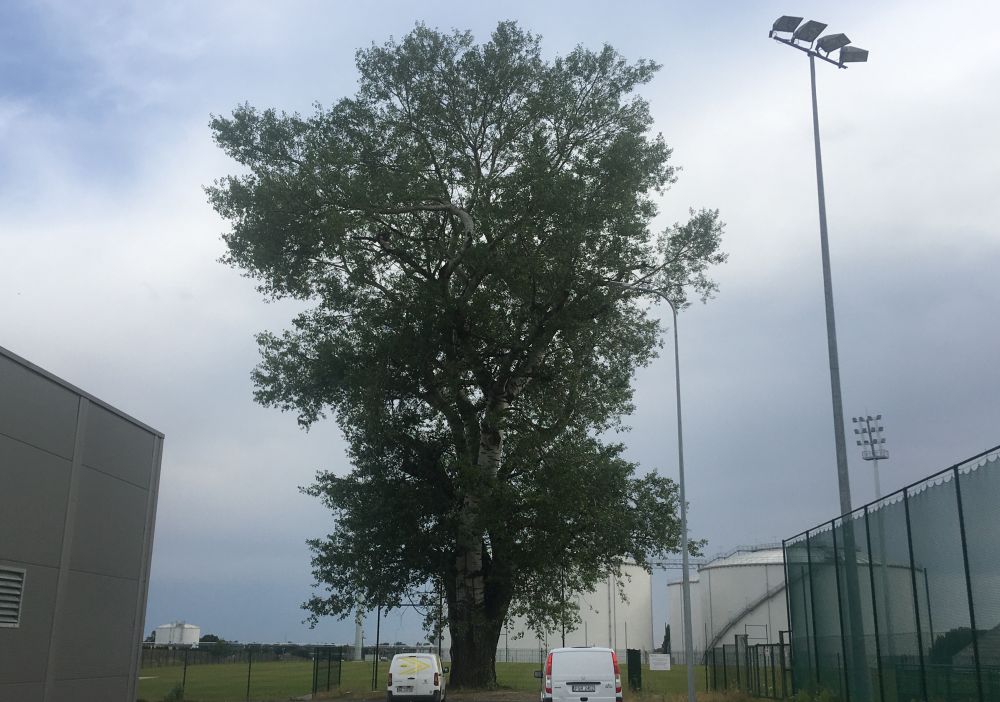 topola biała królowa śniegu - Rafał Regulski