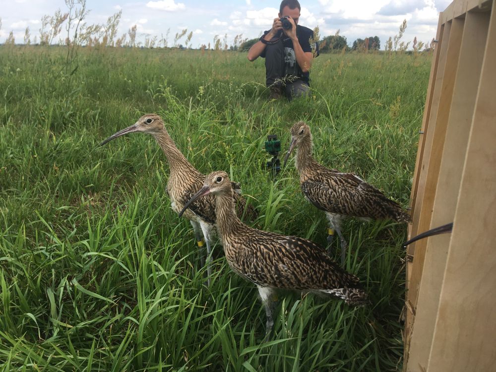 kuliki dolina obry - Rafał Regulski