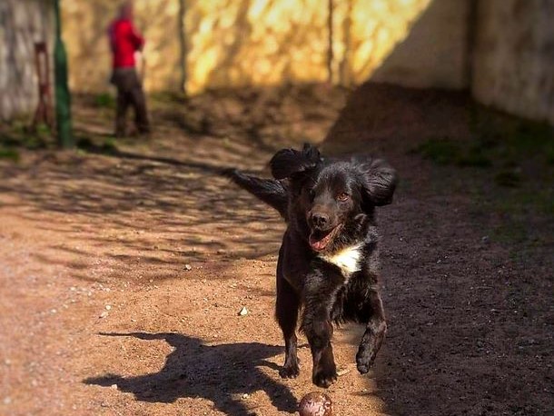 Schronisko dla zwierząt w Poznaniu - FB: Schronisko dla zwierząt w Poznaniu