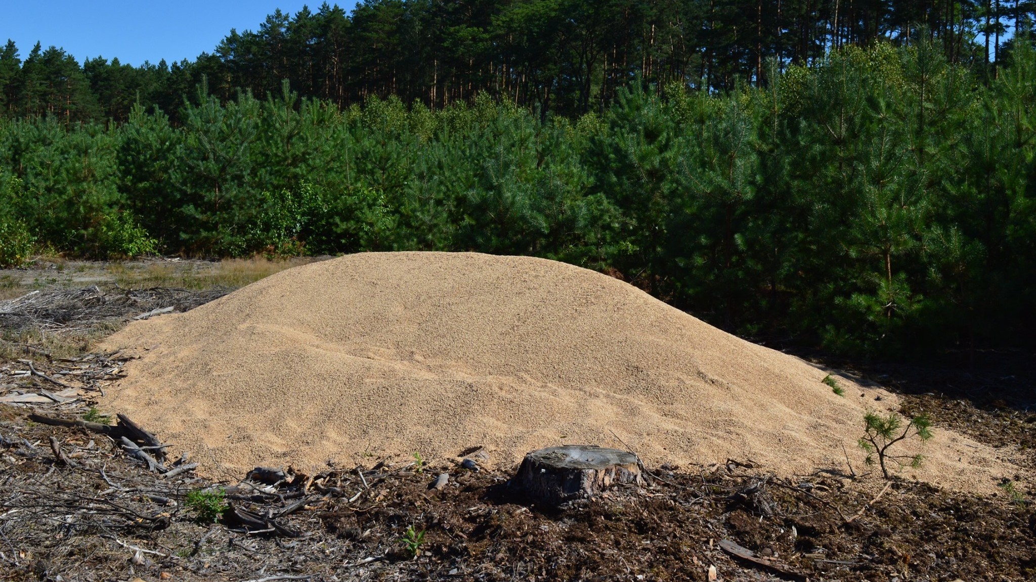 zboże sieraków las  - Nadleśnictwo Sieraków, Lasy Państwowe/R. Tomczak