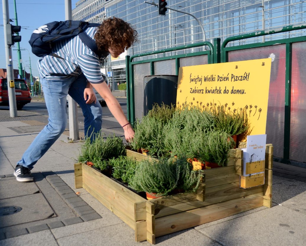 poznań dla pszczół sadzonki pszczoły kwiaty - UM Poznań