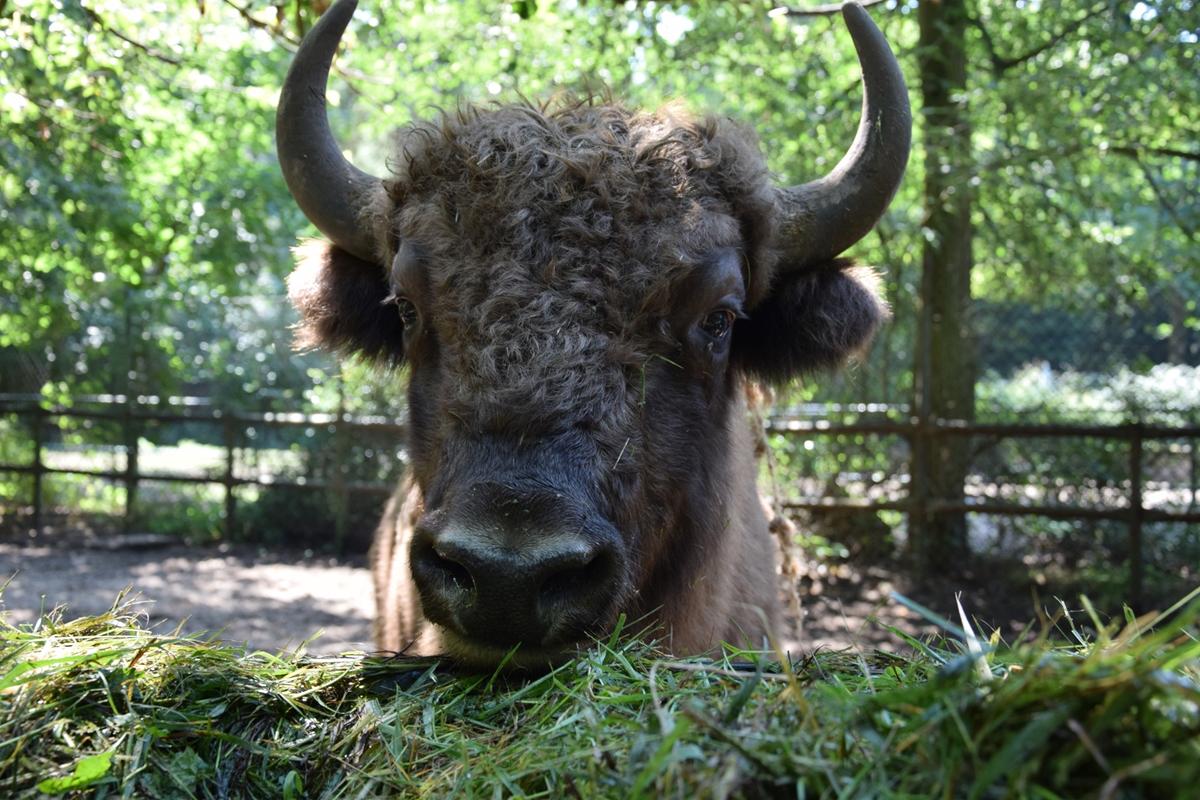 żubr zoo poznań - ZOO Poznań