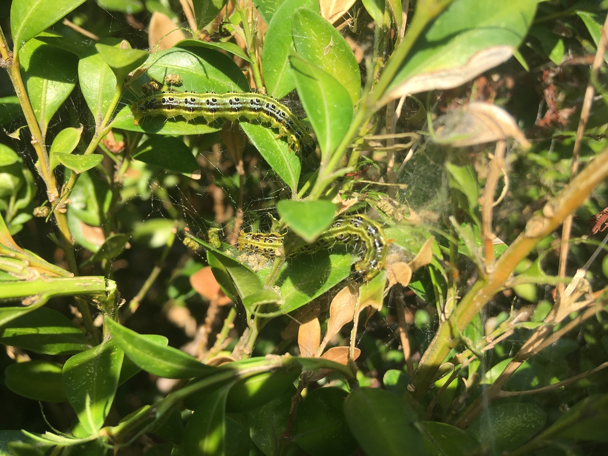ćma bukszpanówka - Rafał Regulski - Radio Poznań