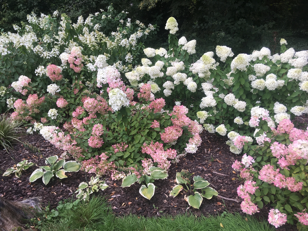 kórnik hortensje - Rafał Regulski - Radio Poznań