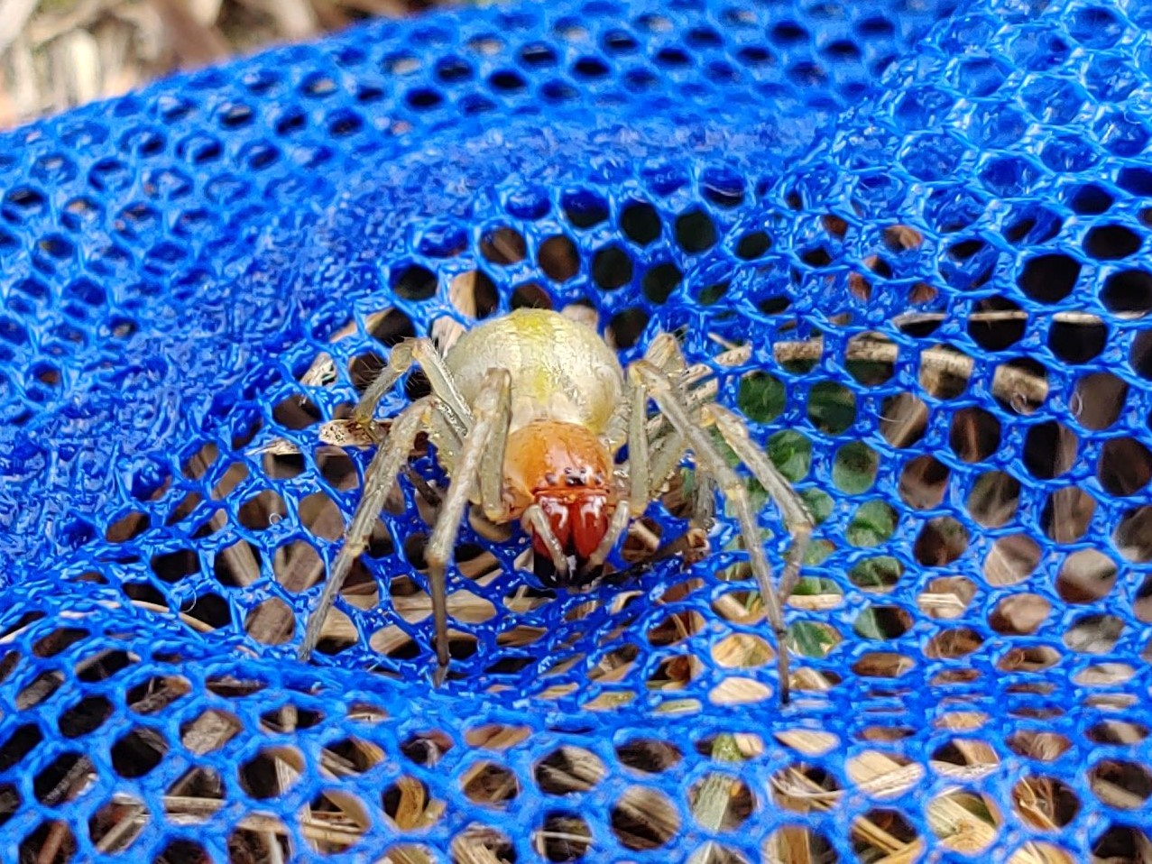 kolczak zbrojny oborniki - FB: Nadleśnictwo Oborniki, Lasy Państwowe