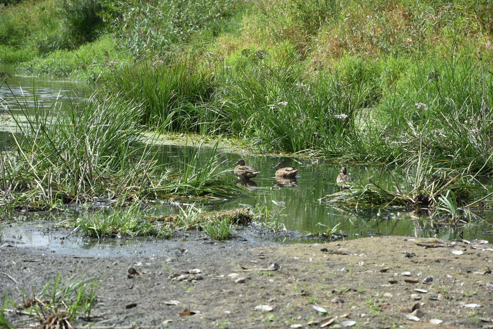 susza cybina i warta - Wojtek Wardejn